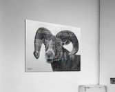 Hornes  Acrylic Print