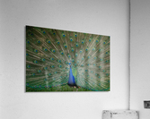 Peacock  Acrylic Print