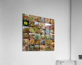 Cactus 36  Acrylic Print