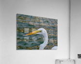 Bird 17 Acrylic Print