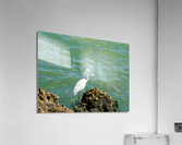 Bird 16 Acrylic Print