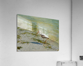 Bird 15 Acrylic Print