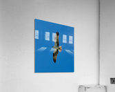 Bird 13 Acrylic Print