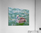 Bird 11 Acrylic Print