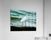 Bird 10 Acrylic Print