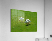 Bird 9 Acrylic Print