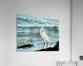 Bird 7 Acrylic Print