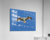 Bird 6 Acrylic Print