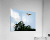 Bird 5 Acrylic Print