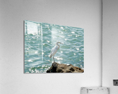 Bird 4 Acrylic Print