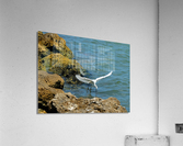 Bird 3 Acrylic Print