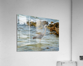 Bird  1  Acrylic Print