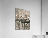 Reflecting Acrylic Print