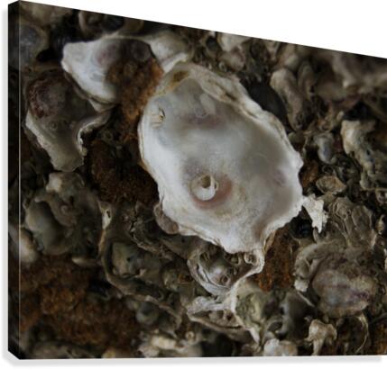 Abs 05_00004 Canvas Print