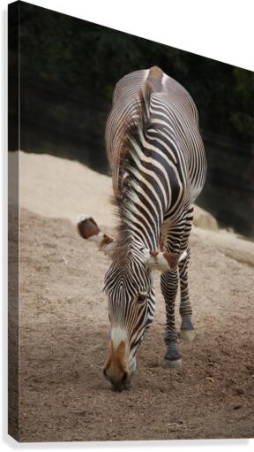Zebra 1_00024 Canvas Print