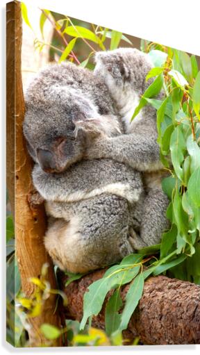 Koala 1_00013 Canvas Print