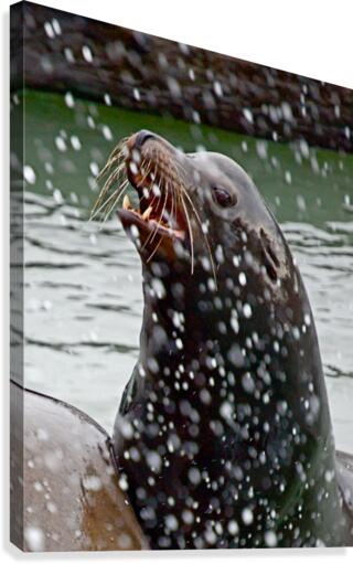Seal_00023 Canvas Print