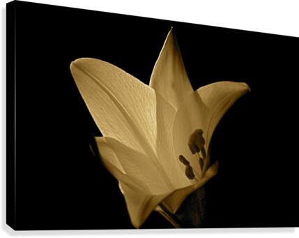 BW 03_00004 Canvas Print