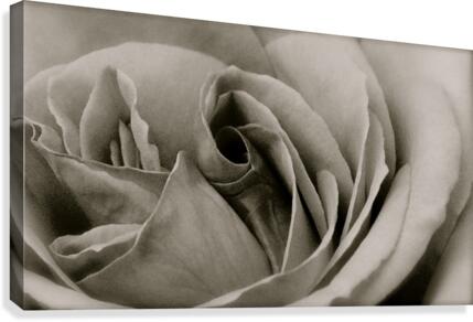 Rose04_00033 Canvas Print
