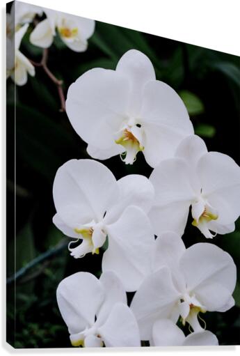 Orchid_00012 Canvas Print