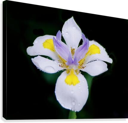 Orchid_00010 Canvas Print