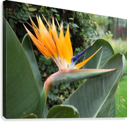 Flower Mix 07 Canvas Print