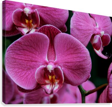 Orchid_00011 Canvas Print