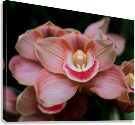 Orchid_00004 Canvas Print