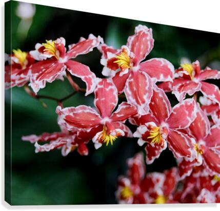 Flower Mix 02 Canvas Print