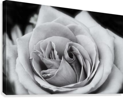 Rose01_00001 Canvas Print