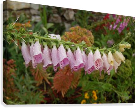 Flower Mix 12 Canvas Print