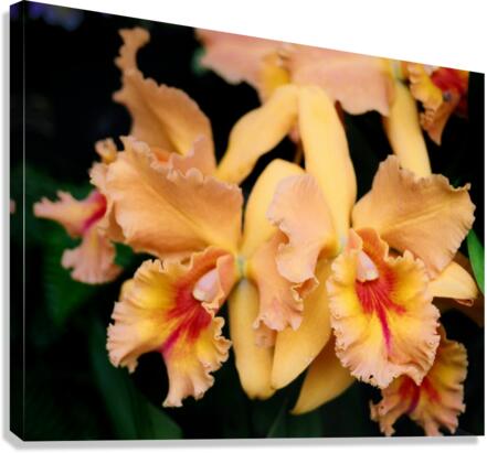 Orchid_00002 Canvas Print