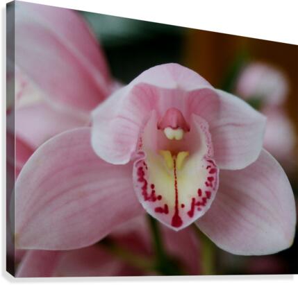 Orchid_00013 Canvas Print