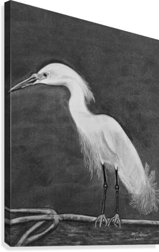 Snowy Egret Canvas Print