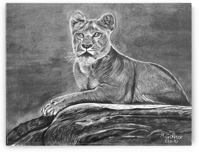 Lioness on Rock  by Morteza Golpoor