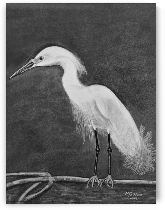 Snowy Egret by Morteza Golpoor
