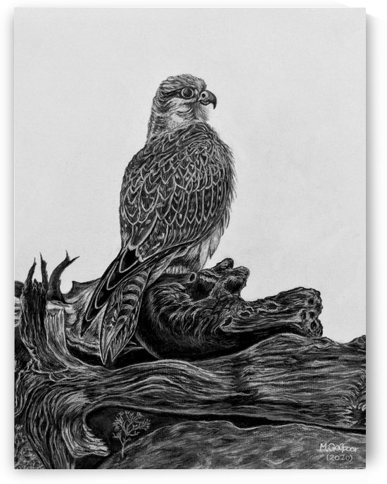 Gyrfalcon by Morteza Golpoor