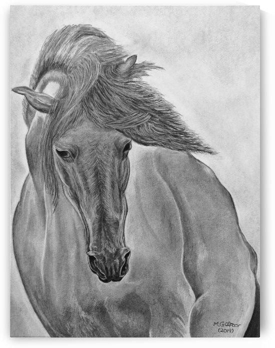 Wild Horse  by Morteza Golpoor