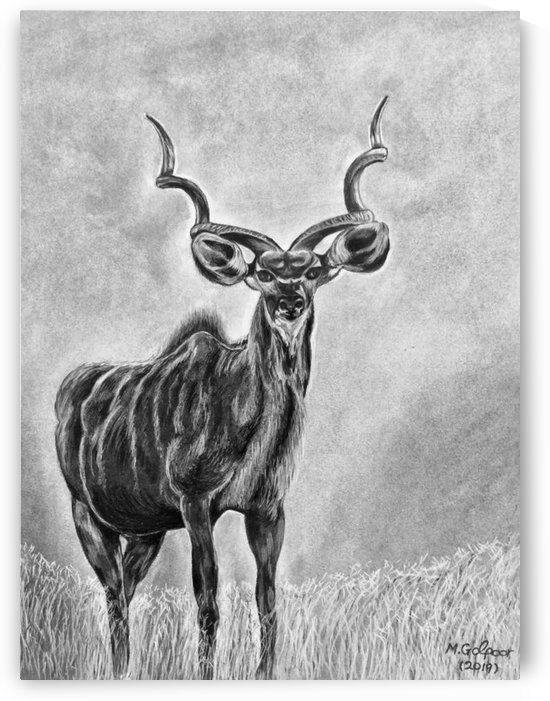 South African Great Kudu by Morteza Golpoor