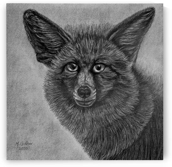 Breckinridge Fox by Morteza Golpoor