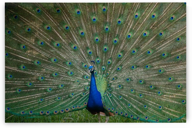 Peacock  by Morteza Golpoor
