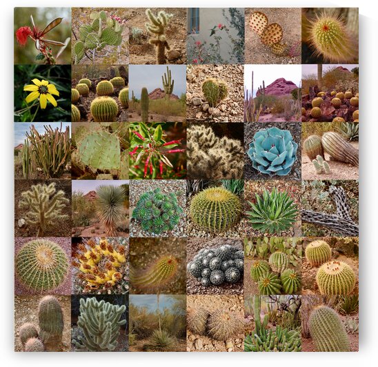 Cactus 36  by Morteza Golpoor