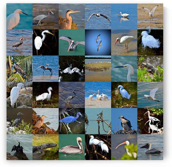 Florida 36 by Morteza Golpoor