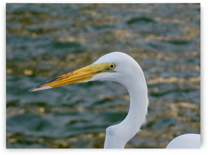 Bird 17 by Morteza Golpoor