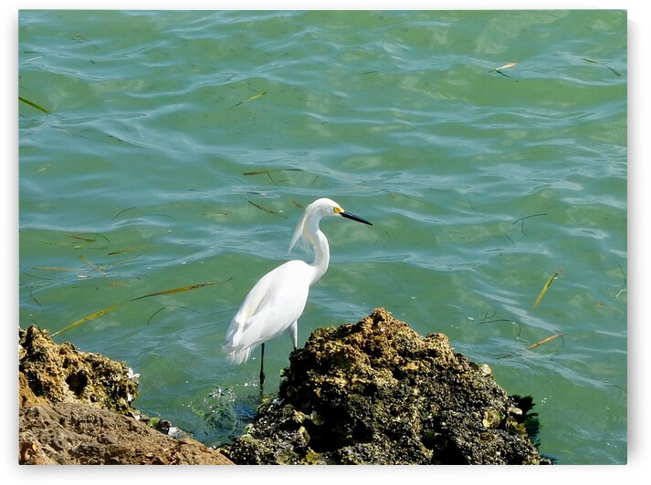 Bird 16 by Morteza Golpoor
