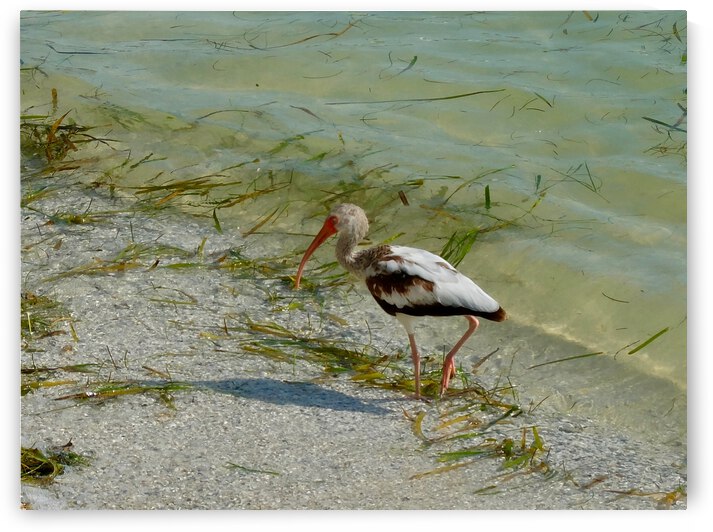 Bird 15 by Morteza Golpoor