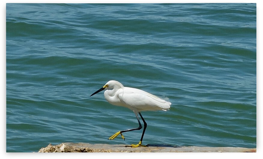 Bird 14 by Morteza Golpoor