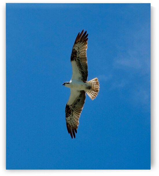 Bird 13 by Morteza Golpoor