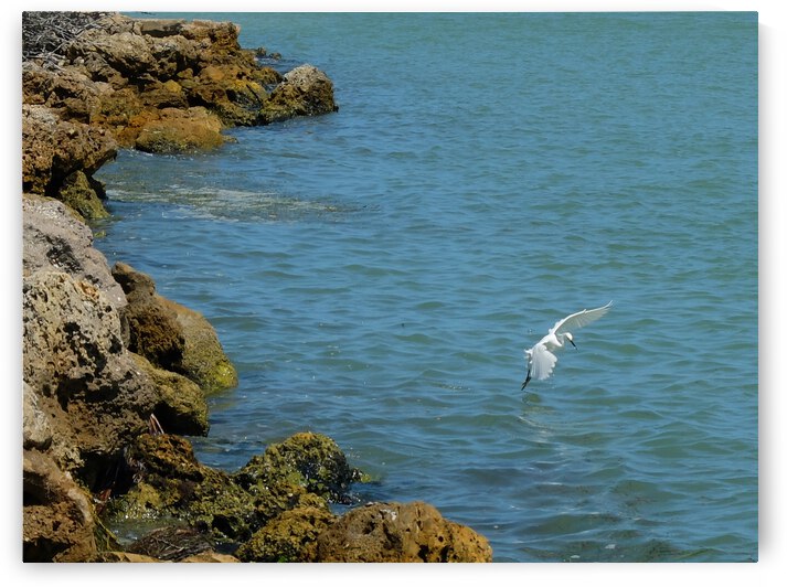 Bird 12 by Morteza Golpoor