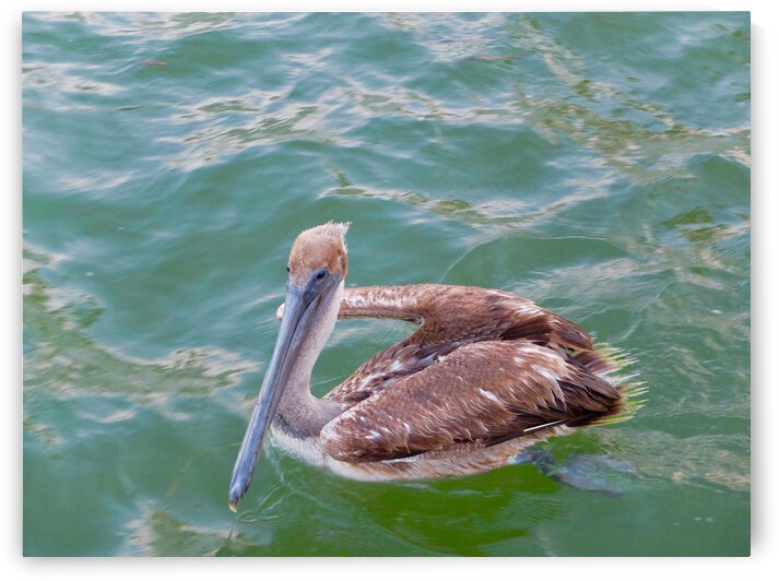 Bird 11 by Morteza Golpoor
